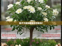 栀子不能和哪些中药配伍？