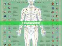 针灸六合彩穴位图解
