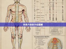 针灸六合彩穴位图解